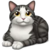🐱