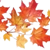 🍁