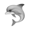 🐬