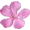 🌸
