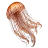 ❔