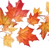 🍁
