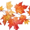 🍁