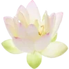 🌸