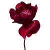 🌹