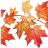 🍁