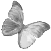 🦋