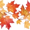 🍁