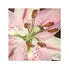 🌸