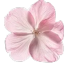 🌸