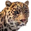 🐆