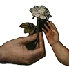 🌹