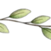 🌱