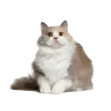 🐱