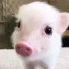 😄