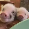 🥰
