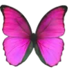 🦋