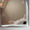 🐾