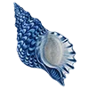 🐚
