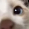 🥺