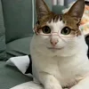 🐾