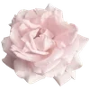🌺