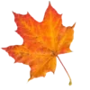 🍁