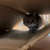 🐾