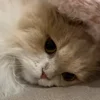 🐾