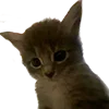 🐱