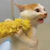 🐾
