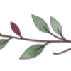 🌱
