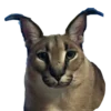 🐱
