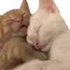 🐱