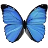 🦋