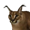😺