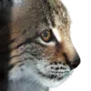 😼