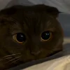 🐾