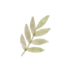 🌿