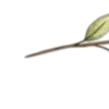 🌱