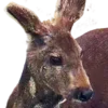 🦌