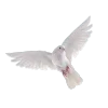🕊