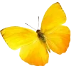 🦋
