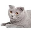 🐈‍⬛