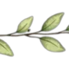 🌱