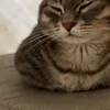 🐾