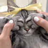 🐾