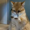 🐾