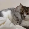 🐾