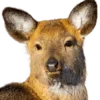 🦌